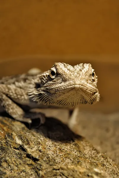 Dragón barbudo — Foto de Stock