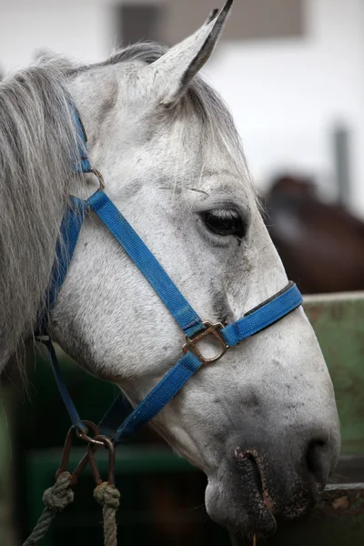 Horse — Stock Photo, Image