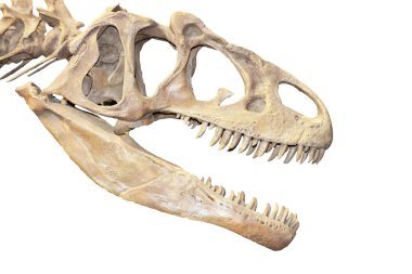 dinozor