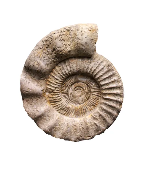 Ammonite — Stock Photo, Image