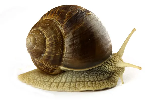 Snail — Stock Photo, Image