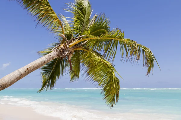 Tropical beach — Stock Photo, Image