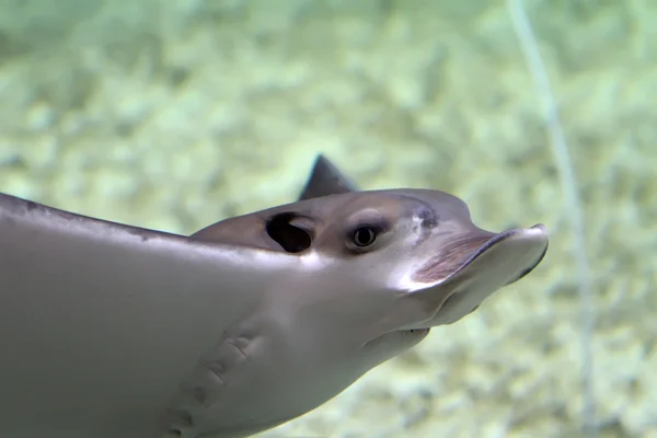 Bat ray — Stock Photo, Image