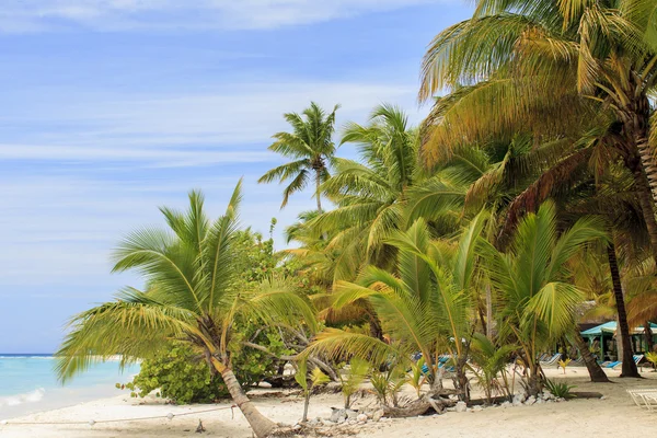 Playa tropical — Foto de Stock