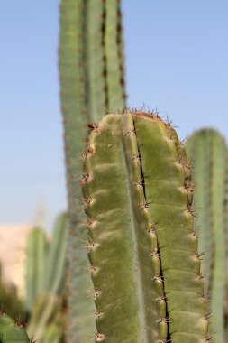 Kaktüs