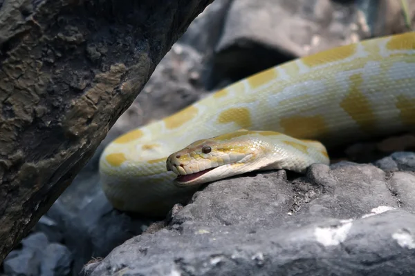 ビルマのニシキヘビ — ストック写真