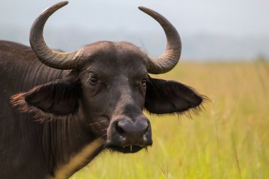 Ruanda akagera Milli Parkı