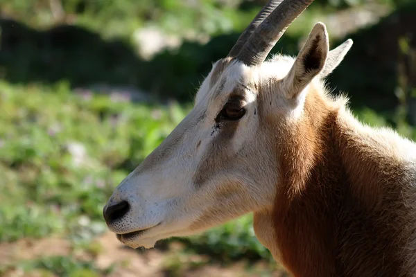 Oryx (Oryx dammah ) — стокове фото