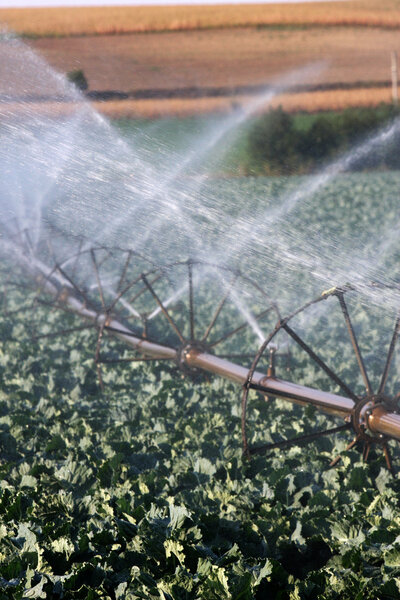 Irrigation