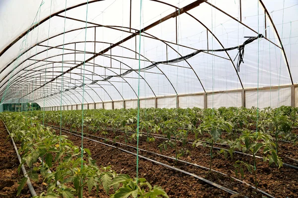 Cultivo de tomate em casa verde — Fotografia de Stock