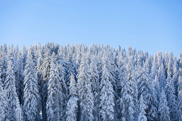 Berg in de winter — Stockfoto