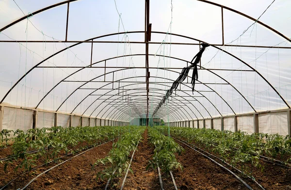 Tomato cultivating in green house — Stock Photo, Image