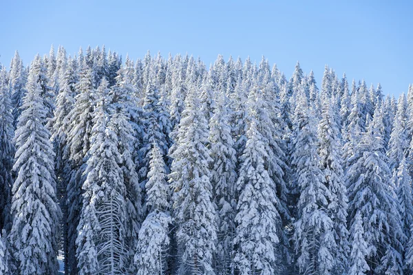 Berg in de winter — Stockfoto