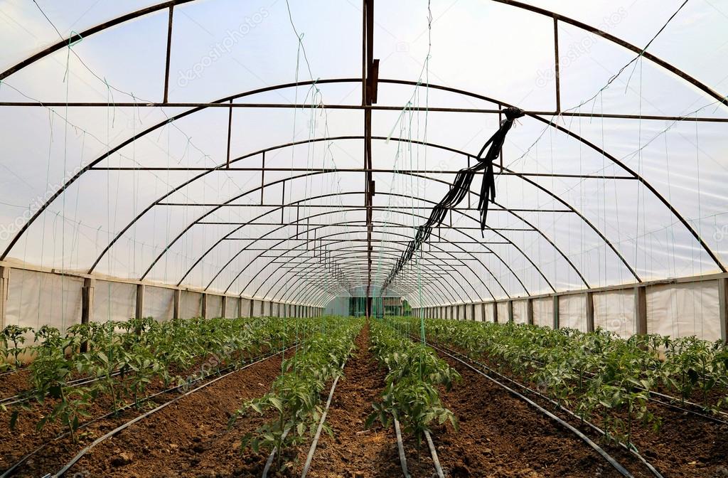 Tomato cultivating in green house