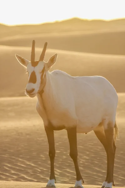 Arabische oryx — Stockfoto