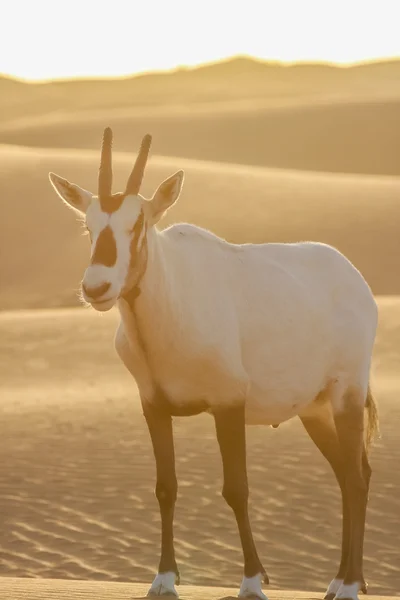 Arab oryx — Stock Fotó