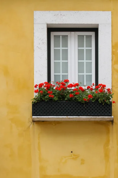 Lissabon-Fenster — Stockfoto