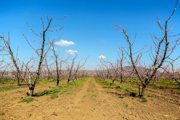 Bahar çiçekkwitnące wiosną — Stok fotoğraf