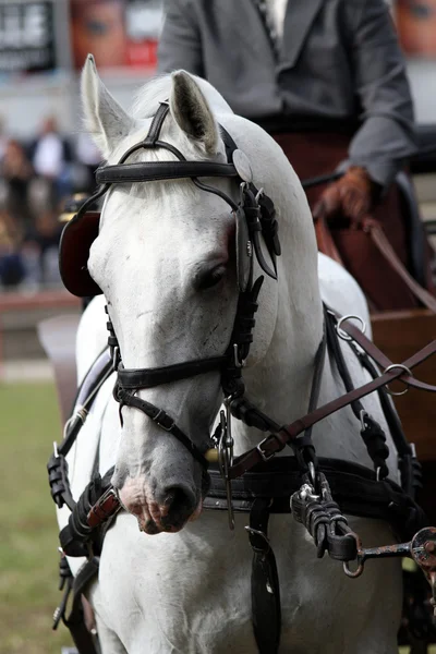 Horse — Stock Photo, Image