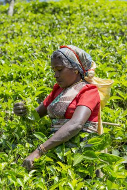çay plantasyon içinde nuwara, sri lanka