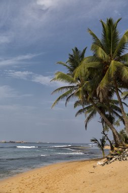 Negombo plajı, Sri Lanka