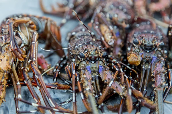 Homards au marché — Photo