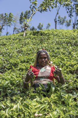 çay plantasyon içinde nuwara, sri lanka