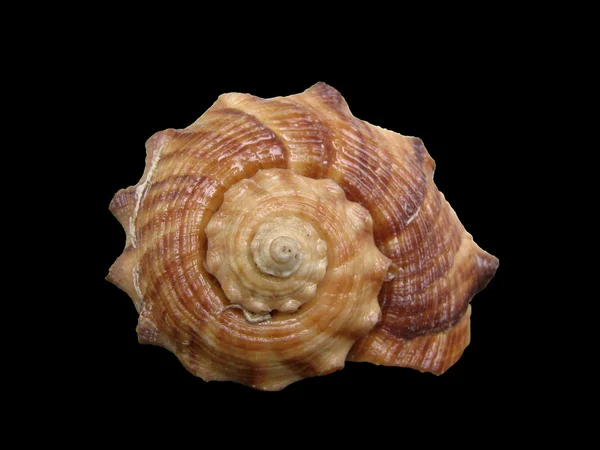 Seashell — Stock Photo, Image