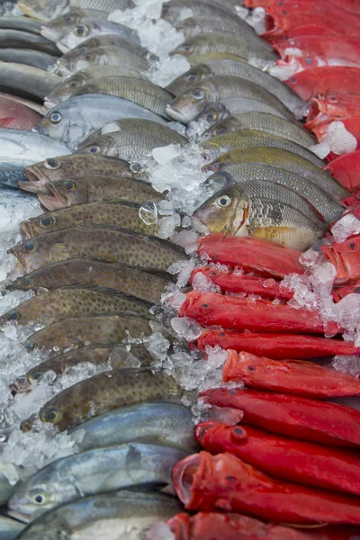 新鮮な魚介類 — ストック写真