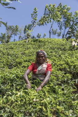 çay plantasyon içinde nuwara, sri lanka