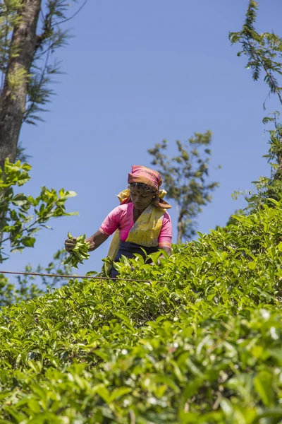 Thee plantage in nuwara, sri lanka — Stockfoto