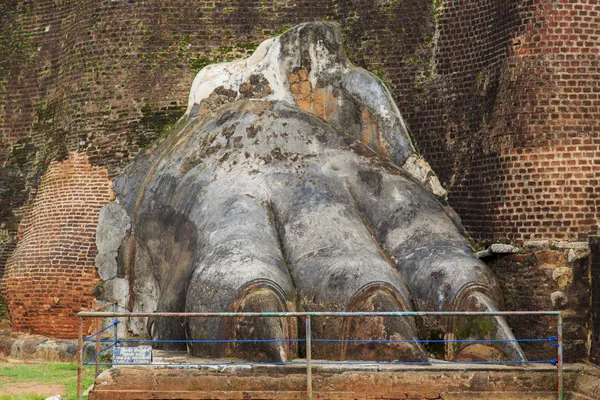 Pata de leão em Sigiriya, Sri Lanka — Fotografia de Stock