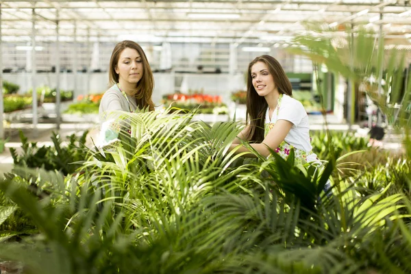 Young women in flower garden — Stock Photo, Image