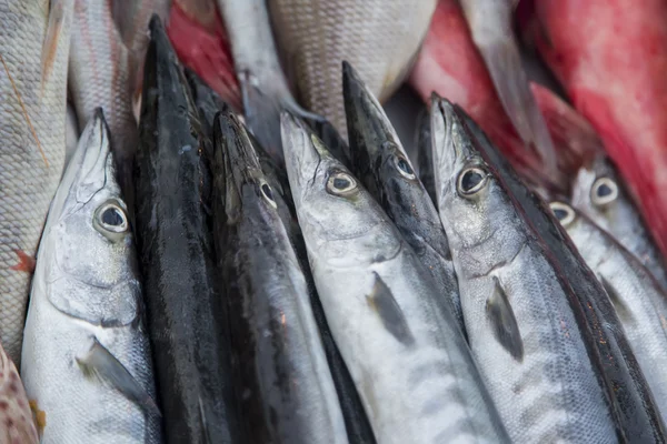 Färsk fisk och skaldjur — Stockfoto