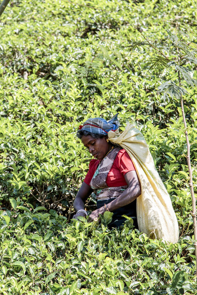 Плантация чая
