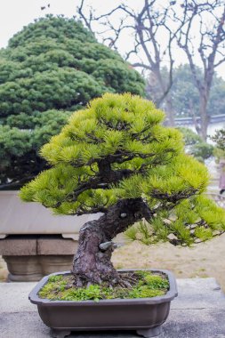 ağaç penjing alçak gönüllü Yöneticisi Suzhou'da Bahçe