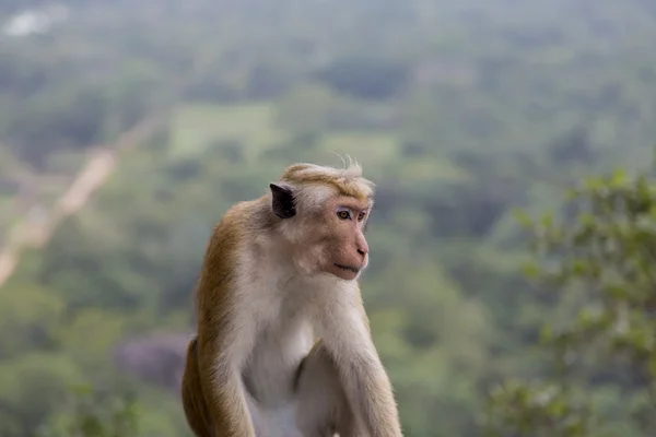 Toque macaque — Stock Photo, Image