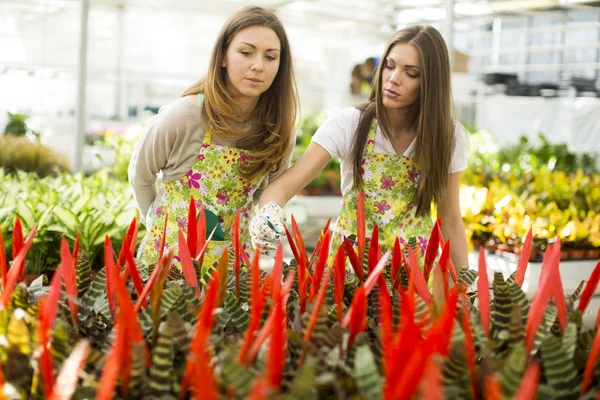 Mujeres jóvenes en jardín de flores — Foto de Stock