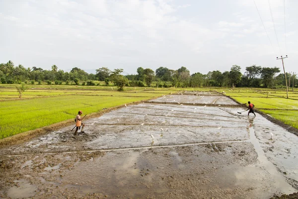 Rijstvelden in dambulla, sri lanka — Stockfoto