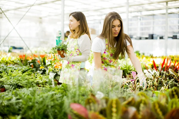 Young women in flower garden — Stock Photo, Image