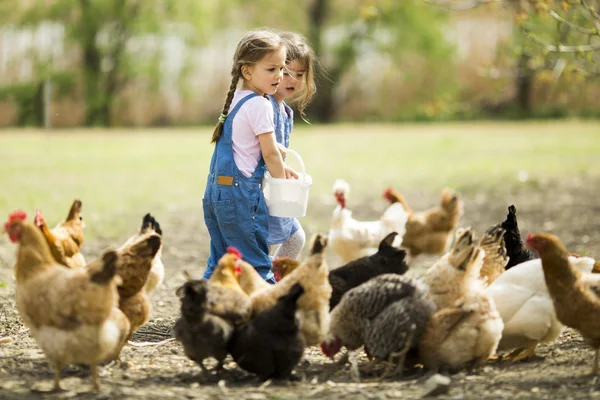 Dos niñitas alimentando gallinas — Foto de Stock