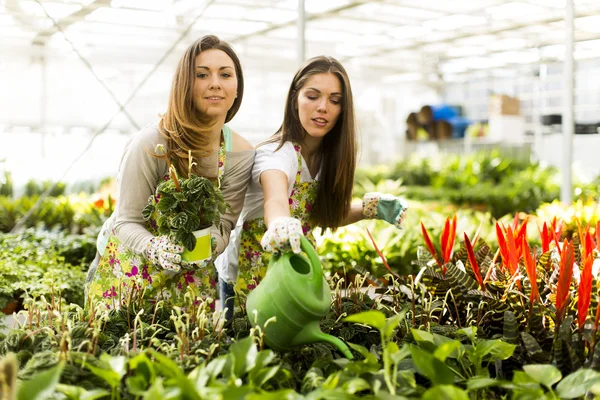 Jonge vrouwen in bloementuin — Stockfoto