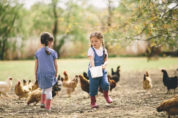 Két kis lány etetés csirke — Stock Fotó