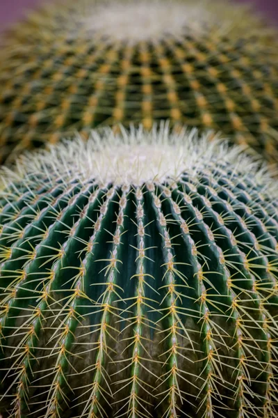 Cactus — Stock Photo, Image