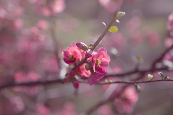 Spring flower blossom — Stock Photo, Image