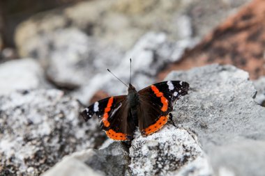 Kızıl Amiral (Vanessa atalanta)