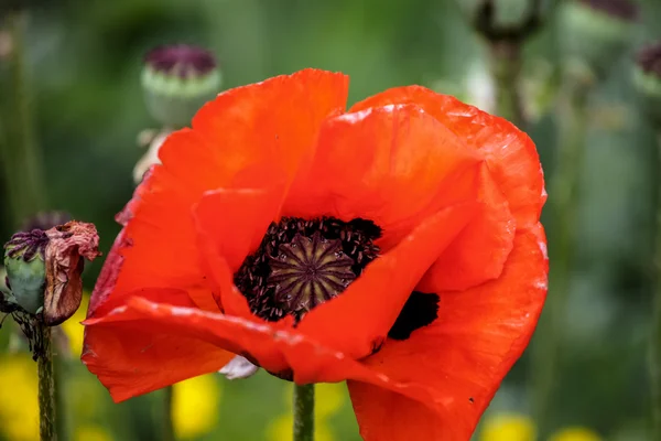 Mohn auf dem Feld — Stockfoto