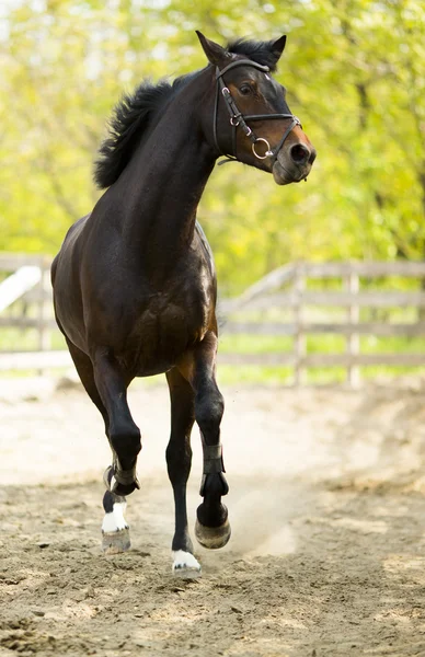 Horse running — Stock Photo, Image