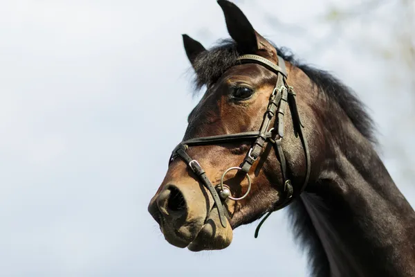 Horse on the farm — Stock Photo, Image