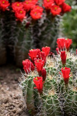 Bordo-cup kaktüs çiçek (echinocereus triglochidiatus)
